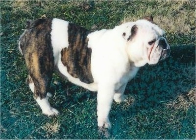 Side view - A white with brown and black English Bulldog is laying in grass and it is looking forward.